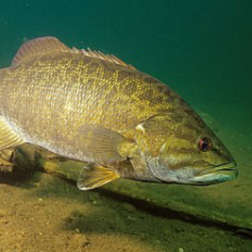 Sturgeon Bay Bass Tournament at Sawyer Park - May 2 & 3rd, 2024